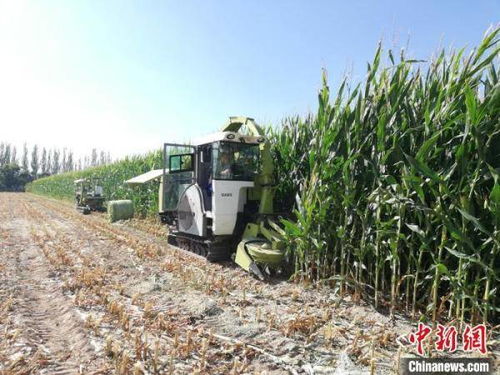 甘肅飼草裝備產業化提速，飼料生產邁向智能化新階段